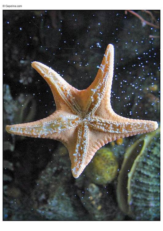 estrela do mar