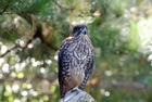 falcão