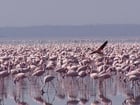 Fotos flamingos