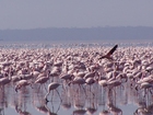 Foto flamingos