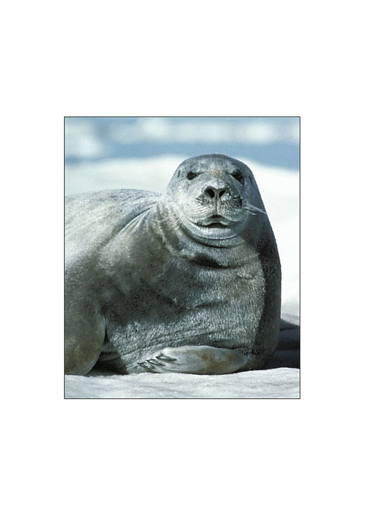 Foto foca-barbuda 