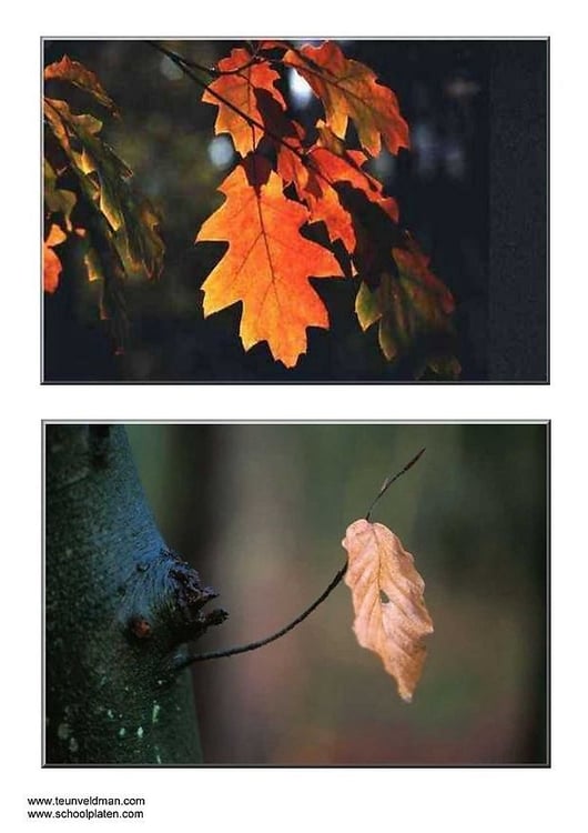Foto folhas de outono