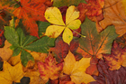 Fotos folhas de outono 