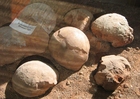 foto fósseis - ovos de dinossauros