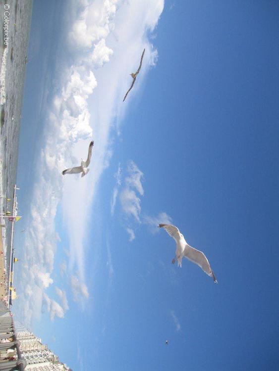gaivota na praia 