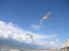 Foto gaivota na praia 