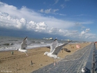 Foto gaivotas na praia