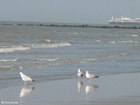 gaivotas 4