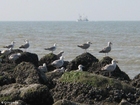 Foto gaivotas