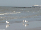 foto gaivotas 4