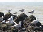 foto gaivotas 5