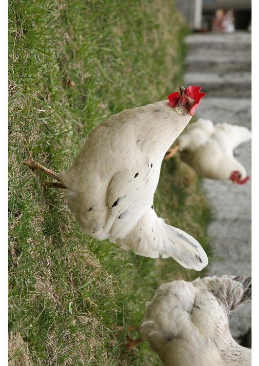 galinha- frango