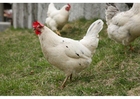 Fotos galinha- frango