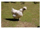 foto galinha