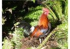 foto galo