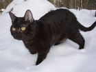 gato preto