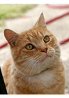 foto gato
