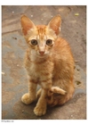 foto gato