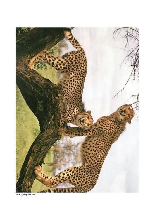 gepardo