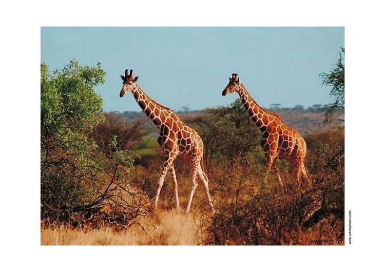 Foto girafa