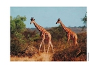 foto girafa