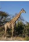 Foto girafa 
