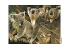 foto koala