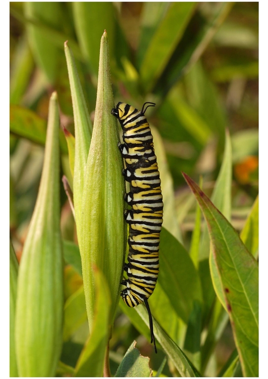 Foto lagarta da borboleta monarca