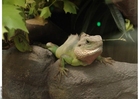 foto lagarto