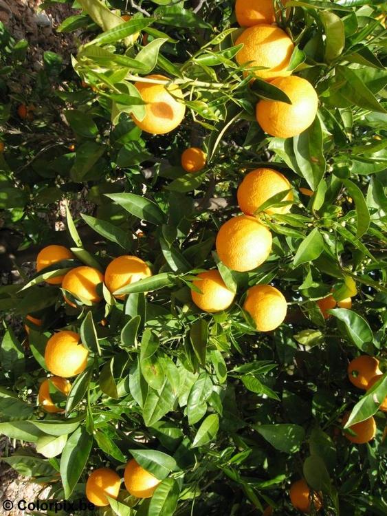 laranjas-