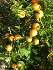 Foto laranjas-