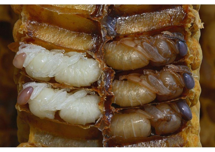 Foto larvas de abelha