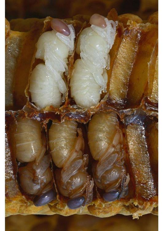 larvas de abelha