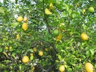 limoeiro