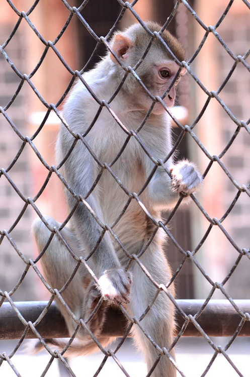 Foto macaco em cativeiro