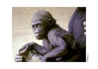 macaco