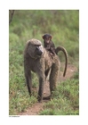 macaco