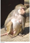 macaco