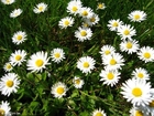 foto margaridas 1