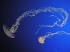 medusas