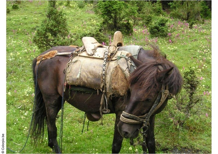 Foto montar a cavalo
