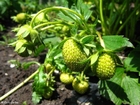 morango 3