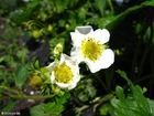 morangos em flor