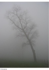 Foto neblina