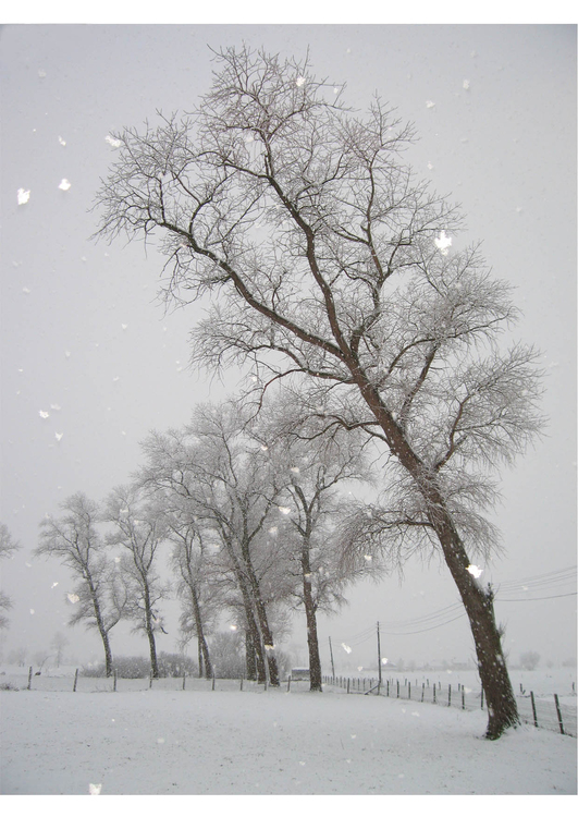 Foto neve - paisagem de inverno 