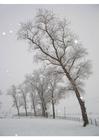 neve - paisagem de inverno