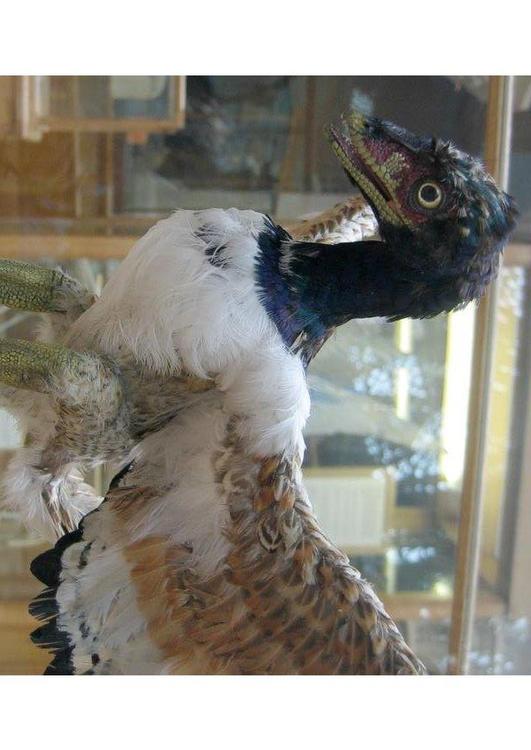 o primeiro pÃ¡ssaro conhecido - Archaeopteryx (modelo)