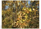 Foto outono na floresta