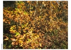 Foto outono na floresta