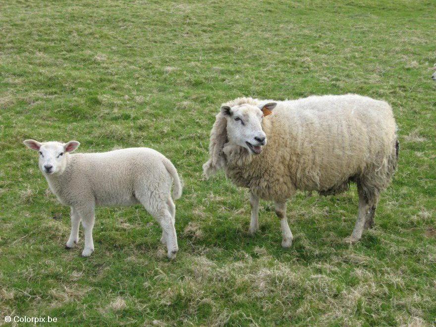 Foto ovelha com cordeiro